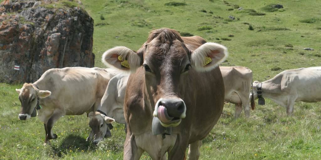 A Swiss Alpine Adventure – Part Two